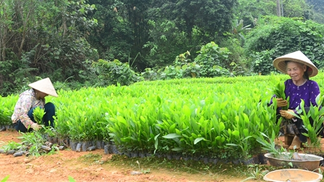 Người dân xã Trung Sơn, huyện Yên Sơn, ươm cây giống phục vụ nhu cầu trồng rừng trên địa bàn	 Ảnh: Hà Anh